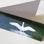Ausgestreckter Schwan (Postkarte) | Swan outstretched (Postcard) - Thomas Krieber