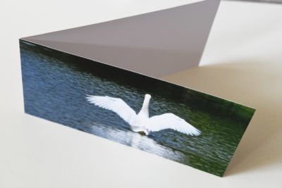 Ausgestreckter Schwan (Postkarte) | Swan outstretched (Postcard) - Thomas Krieber