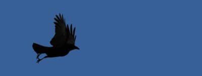 Springende Krähe #5833 (Leinwandbild) (Blau) | Jumping Crow #5833 (Canvas print) (Blue)