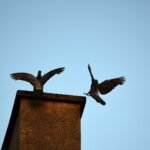 Zwei Tauben auf Kamin #2287 (Leinwandbild) | Two Pigeons on Chimney #2287 (Canvas print) - 40x40cm