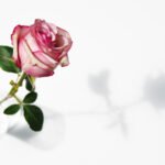 Rose mit Schatten (Leinwandbild) | Rose with Shadow (Canvas print) - Auflage 58 Stück | Print Run 58 Items - Thomas Krieber