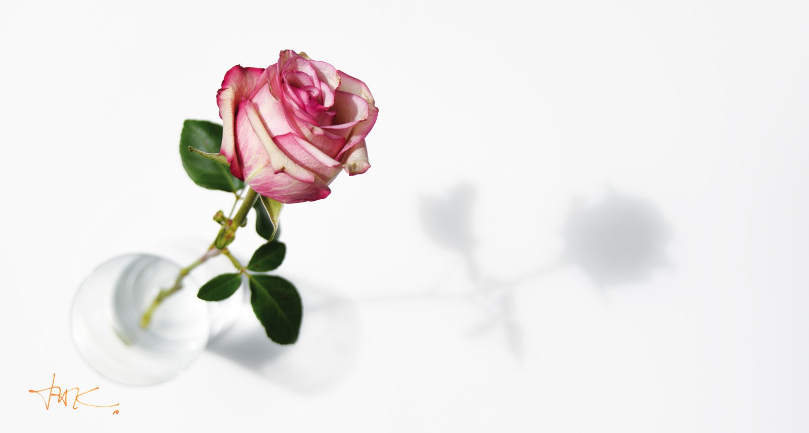 Rose mit Schatten (Leinwandbild) | Rose with Shadow (Canvas print) - Auflage 58 Stück | Print Run 58 Items - Thomas Krieber