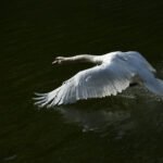 Abfliegender Schwan Flügel unten (Leinwandbild) | Departing Swan Wings down (Canvas print) -  Thomas Krieber - 58 Stück/Items