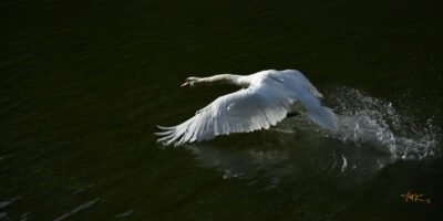 Abfliegender Schwan Flügel unten (Leinwandbild) | Departing Swan Wings down (Canvas print) -  Thomas Krieber - 58 Stück/Items