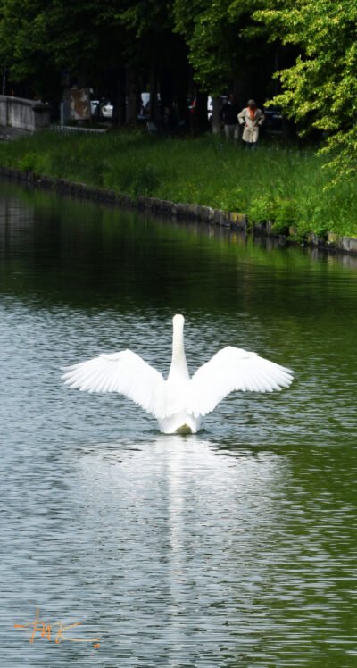 München - Schwan betrachtet von Frau | Munich - Swan watched by Woman - Thomas Krieber - Auflage 58 Stück | Print run 58 Items