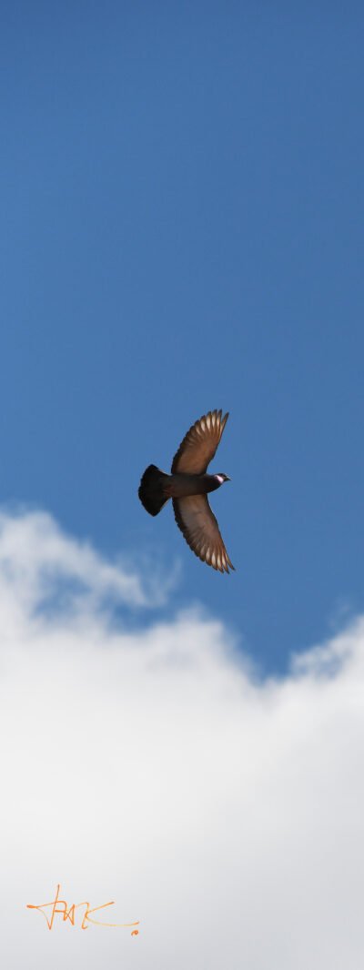 Fliegende Taube (Leinwandbild) | Flying Dove (Canvas print) - Auflage 58 Stück | Print run 58 Items - Thomas Krieber