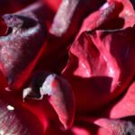 Verblühte rote Rose  | Withered red Rose - Thomas Krieber - Auflage 58 Stück | Print run 58 Items