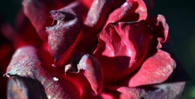 Verblühte rote Rose  | Withered red Rose - Thomas Krieber - Auflage 58 Stück | Print run 58 Items