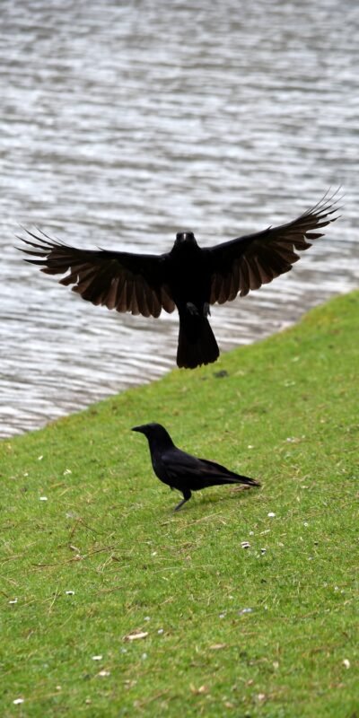 Zwei Krähen am See (Leinwandbild) | Two Crows at the Lake (Canvas print) - Thomas Krieber - Auflage 58 Stück | Print run 58 Items