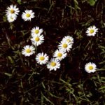 Gänseblümchen #0072 (Leinwandbild) | Daisies #0072 (Canvas Print) - 60x60cm