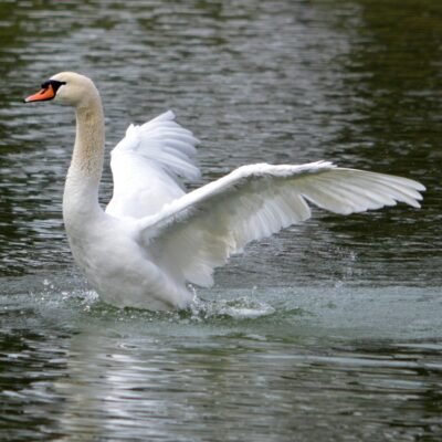 Ausgestreckter Schwan (Leinwandbild) | Outstretched Swan (Canvas Print) - Thomas Krieber - Auflage 58 Stück | Print run 58 Items