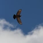 Fliegende Taube (Leinwandbild) | Flying Dove (Canvas print) - Auflage 58 Stück | Print run 58 Items - Thomas Krieber - 30x80cm