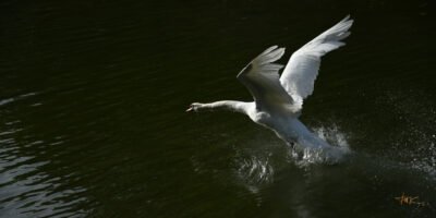 Abfliegender Schwan Flügel oben (Leinwandbild) | Departing Swan Wings up (Canvas print) -  Thomas Krieber - 58 Stück/Items